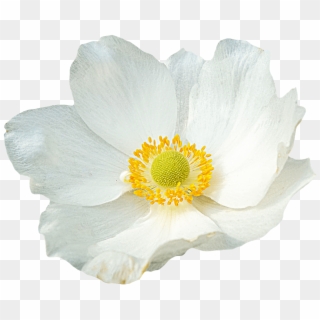 White Flower Png, Transparent Png