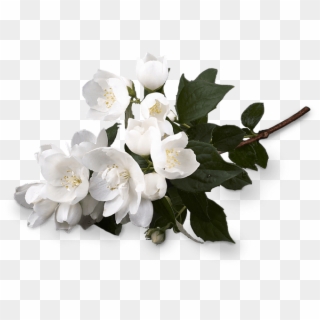 White Blossoms, Jasmine - Jaśmin Png, Transparent Png