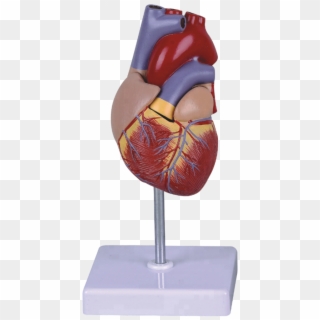 Life Size Human Heart Model For School Teaching - Statue, HD Png Download