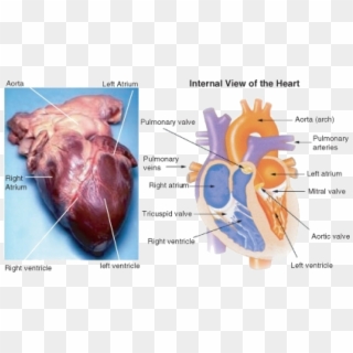 The Heart - Fat Tissue On Heart, HD Png Download
