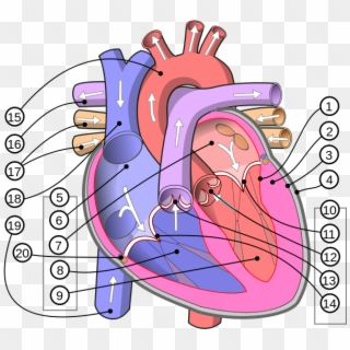 Human Heart Diagram - Human Heart Diagram English, HD Png Download
