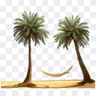 Palm Tree By Designway24 Pluspng - Palm Tree Beach Png, Transparent Png