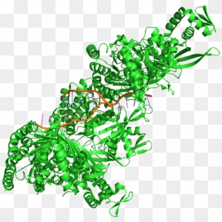 Rec A Protein Structure , Png Download - Rec A Protein Structure, Transparent Png