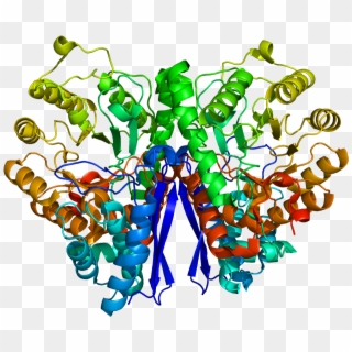 Protein Eno2 Pdb 1te6 - Нейронспецифическая Енолаза, HD Png Download