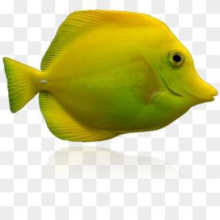 Biota Yellow Tang - Yellow Zebrasoma Tang Fish, HD Png Download