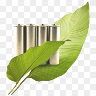 Recyclageproces - Ensete, HD Png Download
