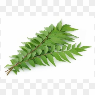 Curry Leaves Transparent Background, HD Png Download