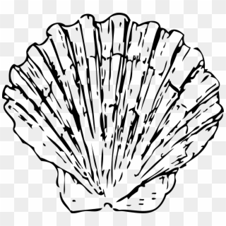 Scallop Black And White, HD Png Download