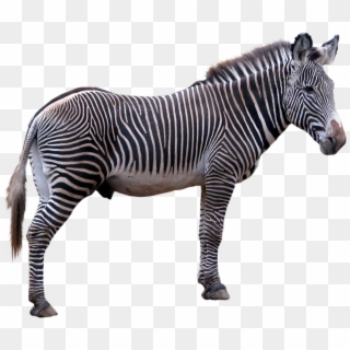Download Png Image Report - Zebra With Clear Background, Transparent Png