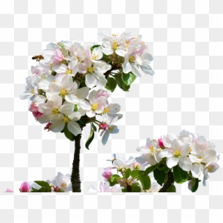 Apple Blossom, Isolated, Spring, Close Up, Apple Tree - Apple Blossom Tree Png, Transparent Png