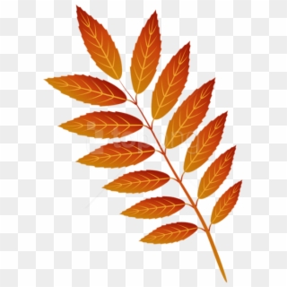 Free Png Download Orange Autumn Leaf Clipart Png Photo - Smooth Sumac, Transparent Png