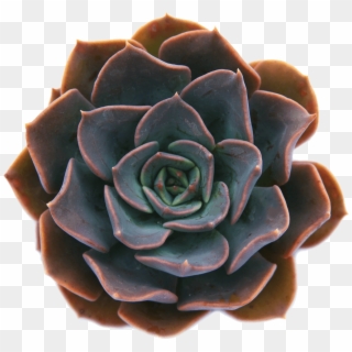Echeveria 'byzantine' Succulent Plant - White Mexican Rose, HD Png Download
