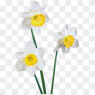 Daffodil Vector Flower Nargis - Fleur A Fond Transparent, HD Png ...