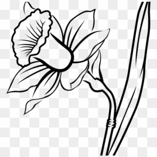 Drawn Daffodil Black And White - Daffodils Png Line Drawing, Transparent Png