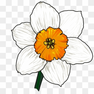 Narcissus Flower Drawing - Narcissus Flower Drawing Easy, HD Png Download