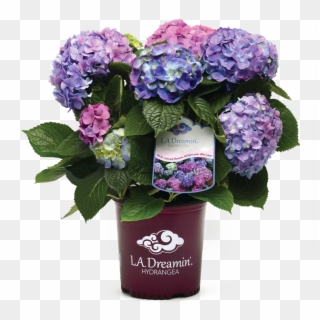 With A Spectacular Show Of Pink, Blue, And Everything - La Dreamin Hydrangea, HD Png Download