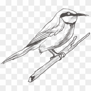 Bird Transprent Png - Bird Drawing Pic Png, Transparent Png