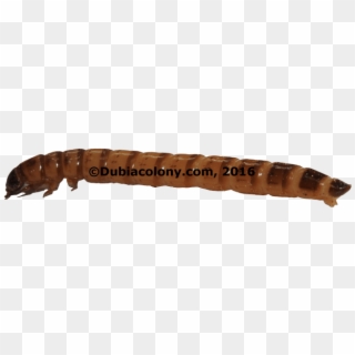 Superworm-1024x768 - Waxworm, HD Png Download