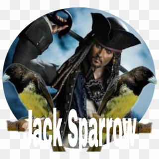 #jack Sparrow - Sh Figuarts Pirates Of The Caribbean, HD Png Download