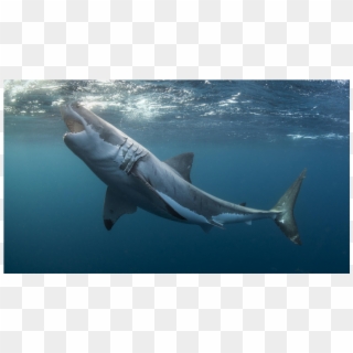 Shark - Great White Shark, HD Png Download