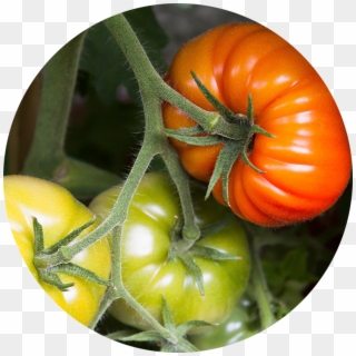 Tomato Clip Trellis - Tomato, HD Png Download