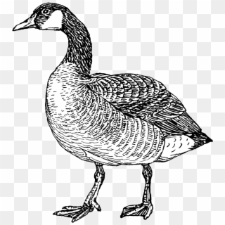 Goose - Canada Goose Clipart Black And White, HD Png Download