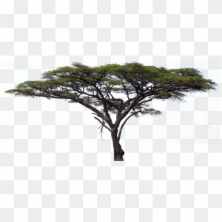 Africa Tree Png - Serengeti Flora Y Fauna, Transparent Png