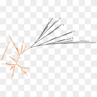 Phylogenetic Tree Focusing On Zetaproteobacteria - Line Art, HD Png Download