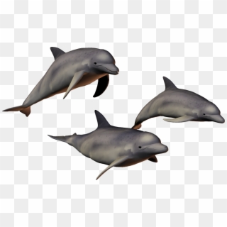 Dolphins With Clear Background, HD Png Download