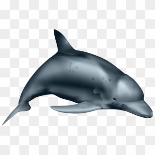 Dolphin Fish Sea Water Marine Png Image - Common Bottlenose Dolphin, Transparent Png
