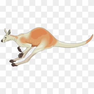 Kangaroo Red Australia White Png Image - Jumping Kangaroo Clipart, Transparent Png