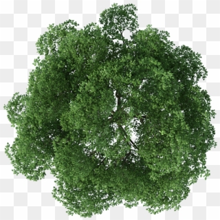 Rendering Top Tree View Download Free Image Clipart - Plan Png Trees For Photoshop, Transparent Png