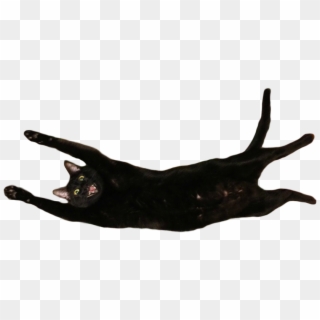Black Cat Stretched Out, HD Png Download