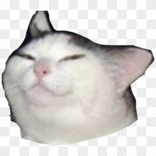 Smug Cat Meme Transparent , Png Download - Cat Face Meme Transparent, Png Download