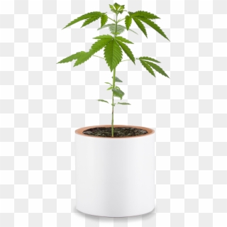 Marijuana Plant, HD Png Download