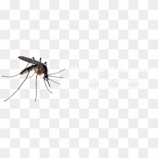 Eaglestroops - Mosquito Anopheles Png, Transparent Png