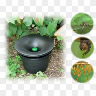 Our Mosquito Control System Does The Following - Mosquito In2care, HD Png Download
