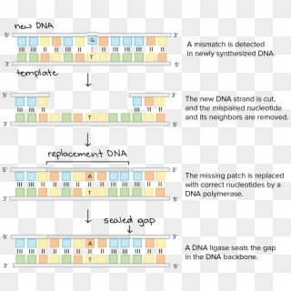 A Mismatch Is Detected In Newly Synthesized Dna - Dna, HD Png Download