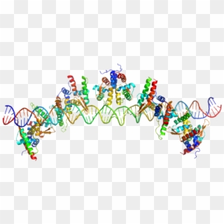 S48 Dna Strand 1 S48 Dna Strand 2 Tubr Of The Pxo1-like - Graphic Design, HD Png Download