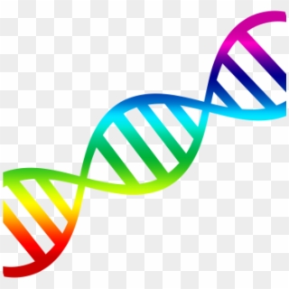 Dna Clipart Png Transparent Background - Clipart Dna Double Helix, Png Download