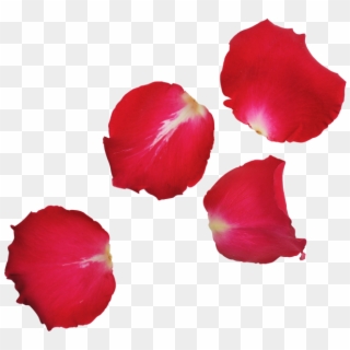 Red Rose Leaves - Rose Leaves Png, Transparent Png