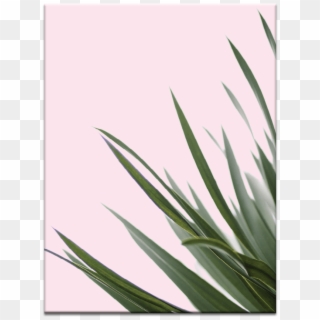Spikes - Grow Through What You Go Through Background, HD Png Download