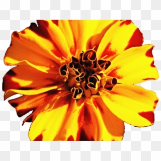 Marigold Clipart Fiesta Flower - Common Zinnia, HD Png Download