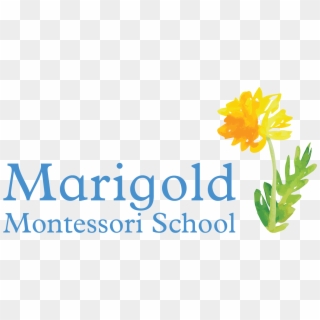 Marigold Montessori School A High Quality Early Childhood - Graphic Design, HD Png Download