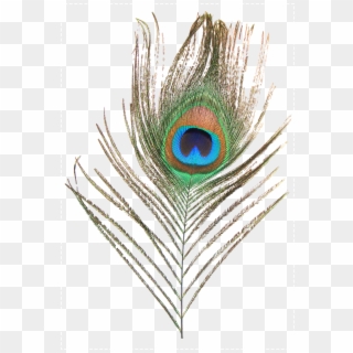 Feather Peafowl Clip Art Transprent Png Ⓒ - Png Format Peacock Feather Png, Transparent Png