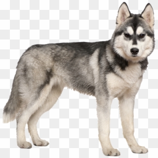 Siberian Husky White Background, HD Png Download