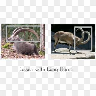 3drose Ibex Goat - Female Mountain Goat Horns, HD Png Download