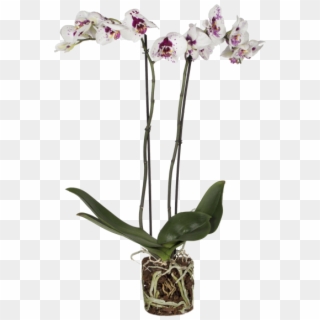 Orchid Picasso - Cattlianthe Jewel Box, HD Png Download