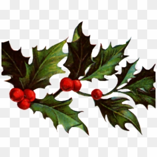 Christmas Holly Graphics - American Holly, HD Png Download