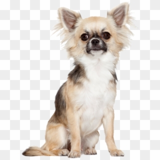 Fearless Fireball Finicky - Chihuahua, HD Png Download